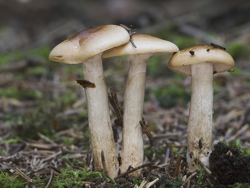 Hygrophorus discoideus